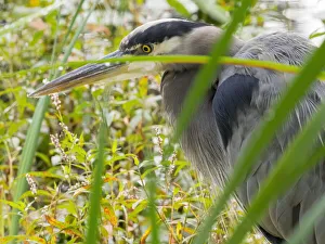 Prints of WA, Juanita Bay Wetland, Great Blue Heron (Ardea herodias) Images Dated 2019 November: WA, Juanita Bay Wetland, Great Blue Heron (Ardea herodias)