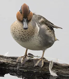 Prints of WA, Juanita Bay Wetland, Green-winged Teal (Anas crecca), male Images Dated 2019 November: WA, Juanita Bay Wetland, Green-winged Teal (Anas crecca), male
