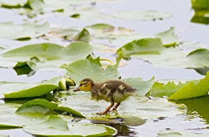 WA, Juanita Bay Wetland, Mallard duck, duckling (Anas platyrhynchos)
