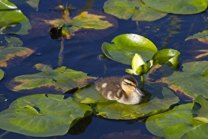 Duckling Prints: WA, Juanita Bay Wetland, Mallard duck, duckling (Anas platyrhynchos)