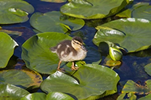 Images Dated 23rd July 2011: WA, Juanita Bay Wetland, Mallard duck, duckling (Anas platyrhynchos)
