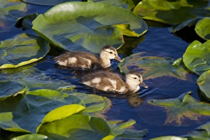 Duckling Prints: WA, Juanita Bay Wetland, Mallard ducks, ducklings (Anas platyrhynchos)