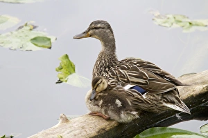 WA, Juanita Bay Wetland, Mallard female duck and duckling (Anas platyrhynchos)