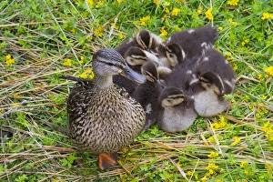 Images Dated 19th July 2011: WA, Juanita Bay Wetland, Mallard female duck and ducklings (Anas platyrhynchos)