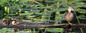 WA, Juanita Bay Wetland, Mallard female duck and ducklings (Anas platyrhynchos)