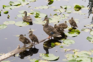WA, Juanita Bay Wetland, Mallard female duck and ducklings (Anas platyrhynchos)