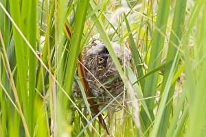 Juanita Prints: WA, Juanita Bay Wetland, Marsh Wren, babies in nest (Cistothorus palustris)