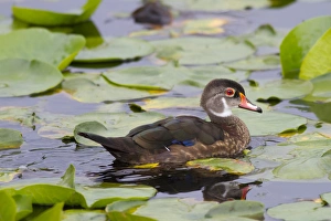 WA, Juanita Bay Wetland, Wood duck, male, non breeding plummage (Aix sponsa)