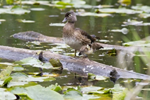 WA, Juanita Bay Wetland, Wood ducks, female and duckling (Aix sponsa)