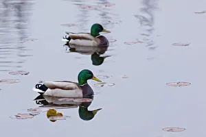 Juanita Prints: WA, Juanita, Juanita Bay Wetland, Mallard Ducks, male, ( Anas platyrbynchos)