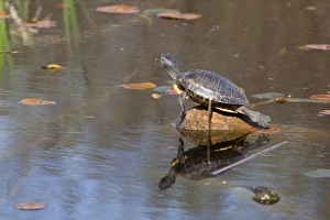 Wet Land Prints: WA, Juanita, Juanita Bay Wetland, Pond Slider Turtle, Red-eared, on log (Chrysemys
