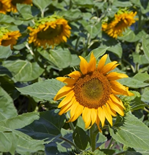 Farm Land Prints: WA, Kittitas County, Sunflower Field