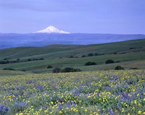 Klickitat County Prints: WA, Klickitat County, Dalles Mountain Ranch, balsam root and lupine meadow with Mt. Hood