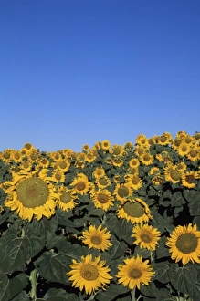 Lincoln County Prints: WA, Lincoln County, near Harrington, sunflower field in bloom
