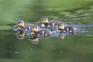 Prints of WA, Mercer Slough, Wood Duck ducklings (Aix Sponsa) Images Dated 2019 November: WA, Mercer Slough, Wood Duck ducklings (Aix Sponsa)