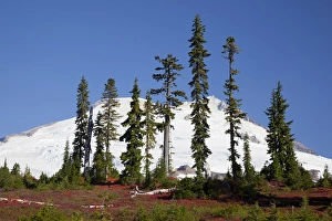 Images Dated 9th October 2012: WA, Mount Baker National Recreation Area, Park Butte, Mount Baker, Lower Morovitz Meadow
