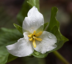 Images Dated 8th June 2011: WA, Mount Baker-Snoqualmie National Forest, Trillium (Trillium ovatum)