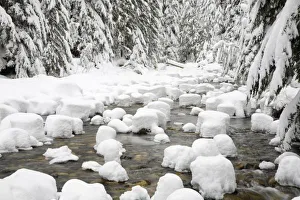 Images Dated 10th March 2009: WA, Mount Baker Snoqualmie National Forest, South Fork Snoqualmie River, with a mantle