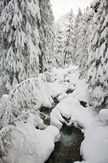 Images Dated 17th March 2009: WA, Mount Baker Snoqualmie National Forest, Denny Creek, with a mantle of fresh snow