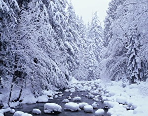WA, Mount Baker-Snoqualmie National Forest, Cascade Mountains, Denny Creek with a