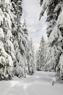 Images Dated 10th March 2009: WA, Mount Baker Snoqualmie National Forest, snow covered forest road