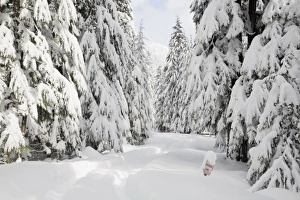 WA, Mount Baker Snoqualmie National Forest, snow covered forest road