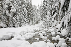 WA, Mount Baker Snoqualmie National Forest, South Fork Snoqualmie River, with a mantle