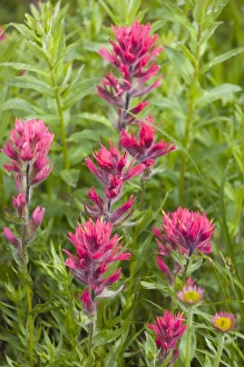 Images Dated 9th August 2007: WA, Mount Rainier National Park, Magenta Paintbrush (Castilleja parviflora)