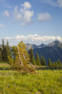 Images Dated 25th August 2011: WA, Mount Rainier National Park, Alpine Meadow and Cowlitz Chimmneys, view from Sunrise