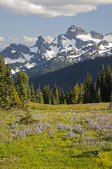 Images Dated 25th August 2011: WA, Mount Rainier National Park, Alpine wildflower meadow and Sarvent Glaciers, view