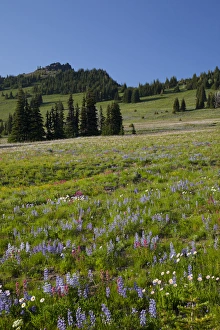 Images Dated 25th August 2011: WA, Mount Rainier National Park, Alpine wildflower meadow, view from Sunrise