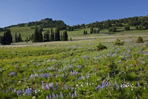 Images Dated 25th August 2011: WA, Mount Rainier National Park, Alpine wildflower meadow, view from Sunrise