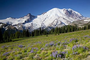 WA, Mount Rainier National Park, Mount Rainier and Little Tahoma, with wildflower meadow