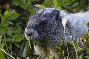 Images Dated 26th September 2012: WA, Mount Rainier National Park, Hoary Marmot (Marmota caligata)