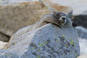 Images Dated 26th September 2012: WA, Mount Rainier National Park, Hoary Marmot (Marmota caligata)