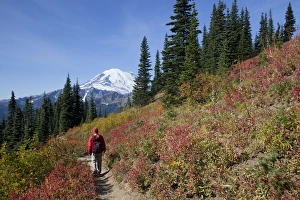 Images Dated 3rd October 2012: WA, Mount Rainier National Park, Mount Rainier, view from Naches Loop near Chinook Pass