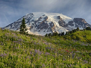 WA, Mount Rainier National Park, Mount Rainier and alpine meadow