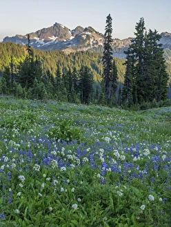 WA, Mount Rainier National Park, Tatoosh Range and Wildflowers