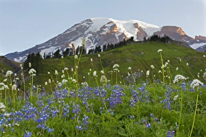 WA, Mount Rainier National Park, Mount Rainier and Wildflowers