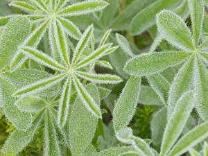 Images Dated 4th August 2020: WA, Mount Rainier National Park, Subalpine Lupine leaves and dew (Lupinus latifolius)
