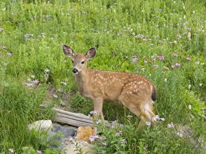 Images Dated 4th August 2020: WA, Mount Rainier National Park, Black-tailed deer, fawn, Odocoileus hemionus