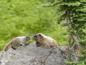 Images Dated 4th August 2020: WA, Mount Rainier National Park, Hoary Marmot (Marmota caligata), mother and baby