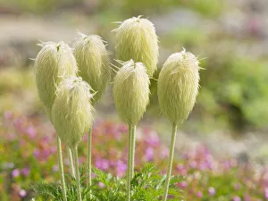 Images Dated 4th August 2020: WA, Mount Rainier National Park, Pasqueflower seed head (Anemone occidentalis)