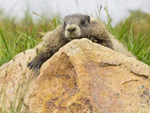 Images Dated 22nd November 2019: WA, Mount Rainier National Park, Hoary Marmot (Marmota caligata)