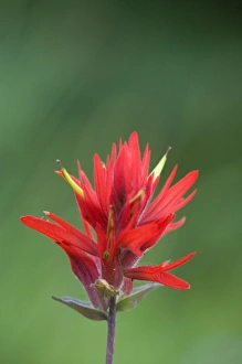 Images Dated 8th August 2007: WA, Mount Rainier National Park, Magenta Paintbrush (Castilleja parviflora)