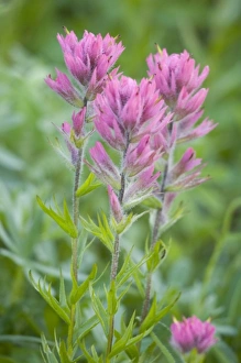 Images Dated 9th August 2007: WA, Mount Rainier National Park, Magenta Paintbrush (Castilleja parviflora)
