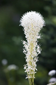 Images Dated 9th August 2007: WA, Mount Rainier National Park, Beargrass (Xerophyllum tenax)