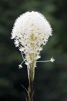 Images Dated 9th August 2007: WA, Mount Rainier National Park, Beargrass (Xerophyllum tenax)
