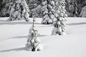 WA, Mount Rainier National Park, Snow-covered fir trees