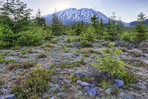 Crater Prints: WA, Mount Saint Helens National Volcanic Monument, Wildflowers and mountain; view